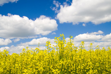 A rape field