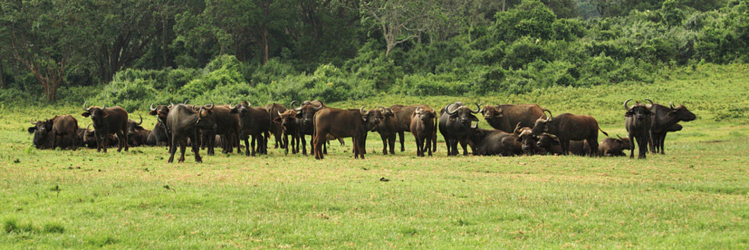 Herd of buffalo
