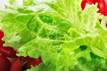 sunny lettuce