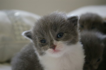 chaton