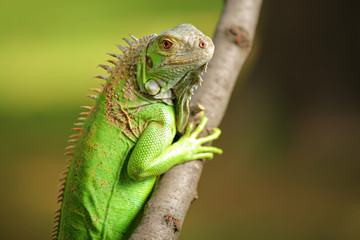 Iguana on a tree branch