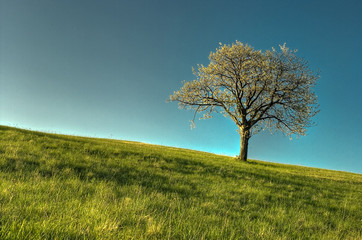 Fototapeta premium tree in the meadow