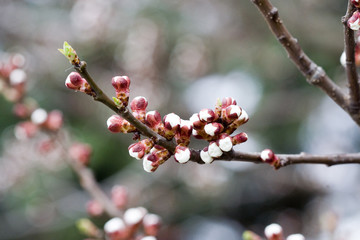 Blossoms of apricot tree.