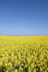 Obraz premium Rapsfeld