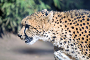 Prowling cheetah