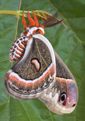 Cecropia near maple leaf