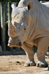 Fototapeta premium Great White Rhino