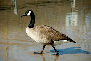 Obraz premium Goose Walk