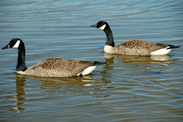 Two Geese
