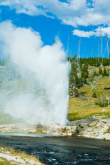 Geyser in Yellowstone NP