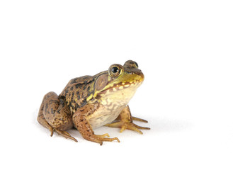 frog over white