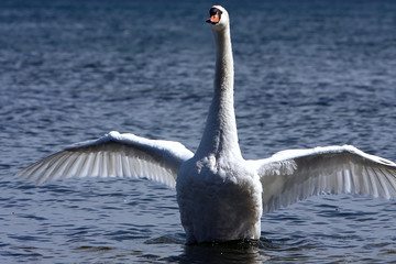 White Swan
