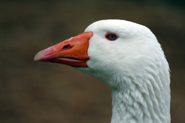 White Duck