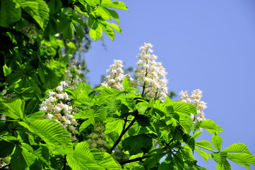 Kastanienbaum - Blumen