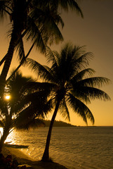 Coconut trees on moorea in south seas at sunset