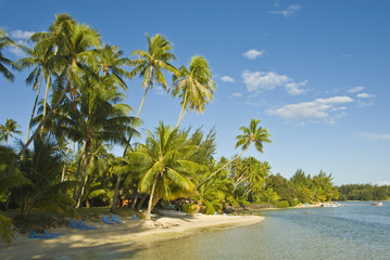 Coconut trees on moorea in south seas, Moorea, Polynesia