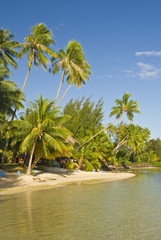 Coconut trees on moorea in south seas, Moorea, Polynesia