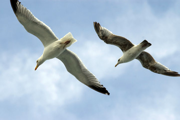 Zwei Möwen