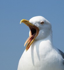 Close-up of shouting seagull with mouth wide open