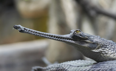 Indian gavial