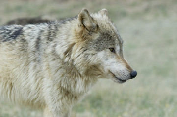 Gray wolf portrait