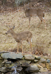 two backyard deer