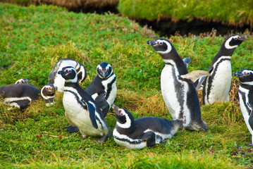 Obraz premium Magellanic penguins