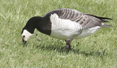 Barnacle goos. 