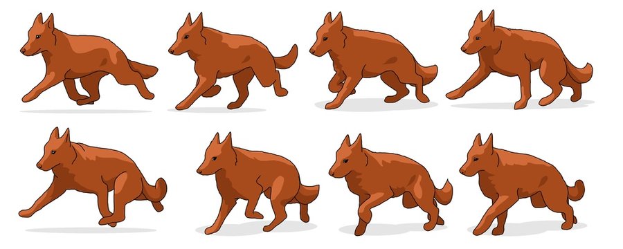 andatura del cane