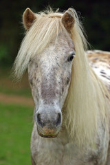 Obraz premium Pony mit Pony