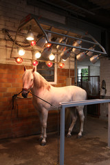 Pferd - Solarium