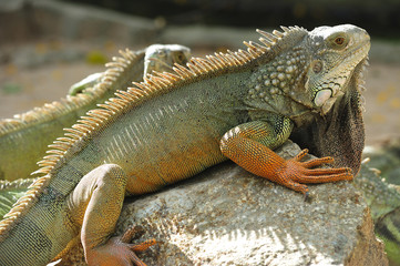 Thailand view of a lizard