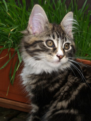 Portrait d'une chatte maine coon