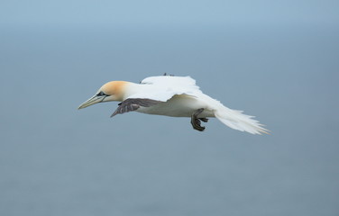 Gannet
