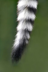 Tail of a monkey (lemur) - obrazy, fototapety, plakaty