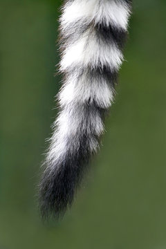 Tail of a monkey (lemur)