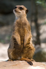 erdmännchen