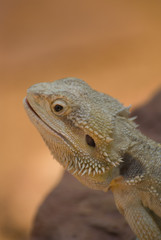 saurian