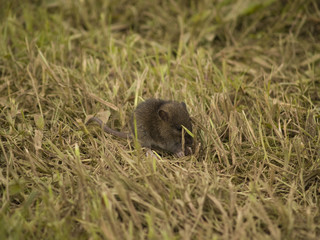 ratón
