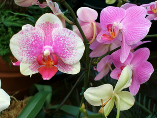 Rare varieties of beautiful vibrant pink hothouse orchids