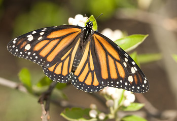 Monarch Butterfly