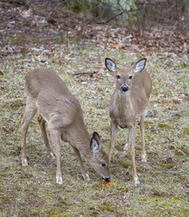 eating deer