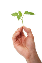 Holding fresh green leaf