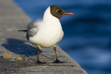 Anoter gull