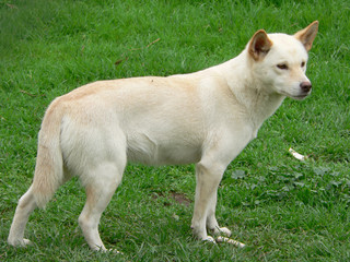 white dingo portrait