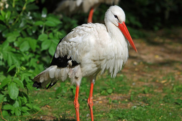 Storch