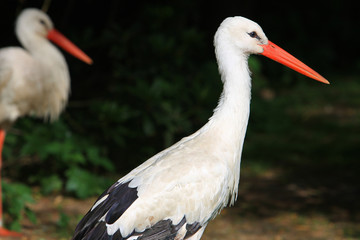 sTORCH