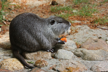 Nutria