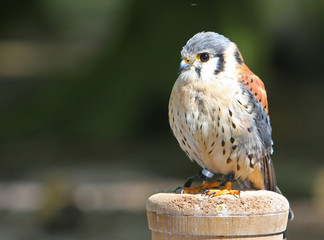 Buntfalke