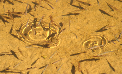 small fishes in shallow water
